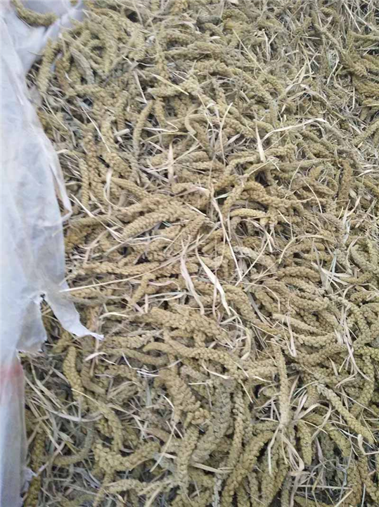 唐山牛羊饲草生产|唐山建立农业开发有限公司 