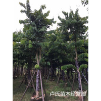 泉州凤凰木报价