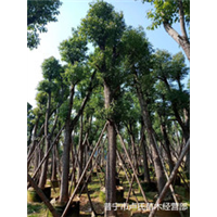 龙岩凤凰木供货商