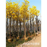 福建凤凰木批发
