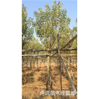 南平凤凰木供应商