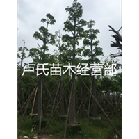 福州凤凰木厂家