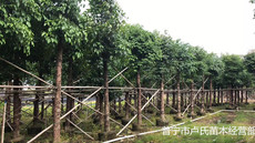 三明凤凰木批发