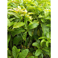 白沙牛油果苗品种-保亭牛油果