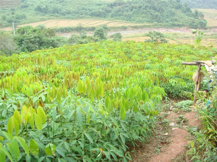 万宁橡胶苗批发-东方橡胶苗怎么种 