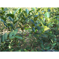 文昌菠萝蜜苗基地-琼海菠萝蜜苗产量高 