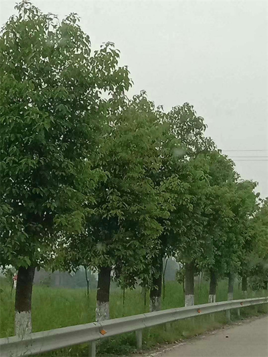 江西香樟树种植基地_15公分香樟树哪里有卖的？ 