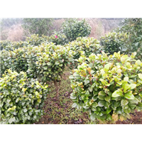 【茶花球】_贵阳茶花球苗木基地 