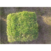 衡阳草坪_衡阳百慕大混播草坪出售价格 