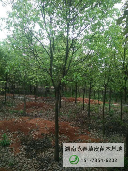 湖南广玉兰 