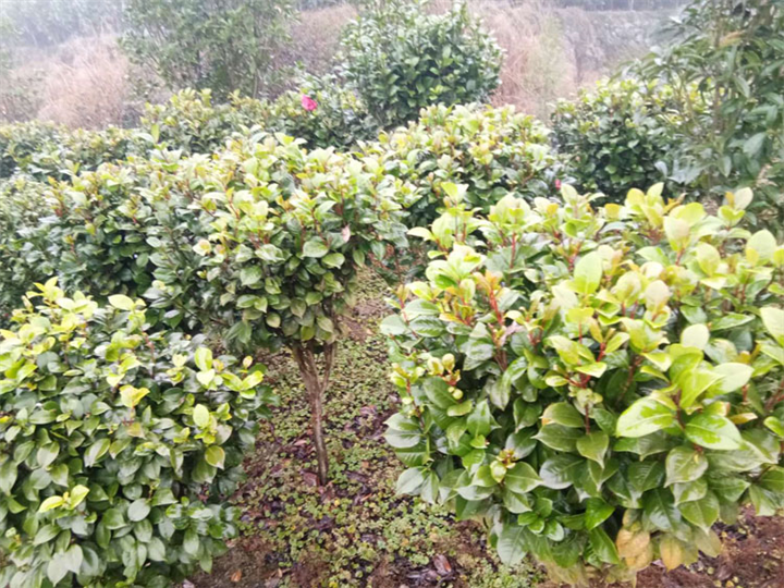 【茶花球】_贵阳茶花球苗木基地 