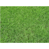 海口马尼拉草皮批发基地