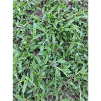 海南大叶油草皮基地