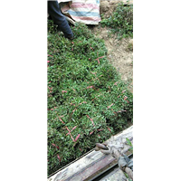 肇庆大叶草价格