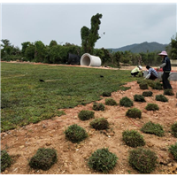 佛山台湾草卷价格