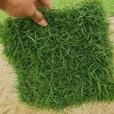 深圳台湾草卷批发价