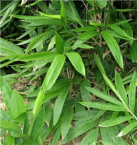 河南驻马店竹子苗种植地 