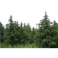 贵州雪松种植基地