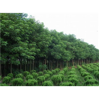 山东大叶女贞批发