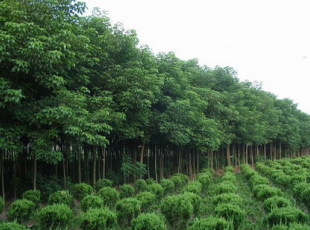 山东大叶女贞批发