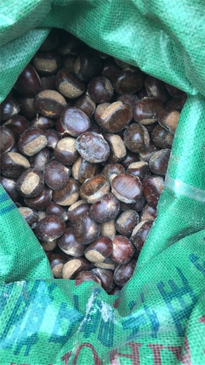 唐山板栗经销处|遵化市罗文峪村诚信板栗经销处 