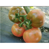 草莓柿子