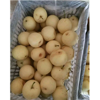 皇冠梨 