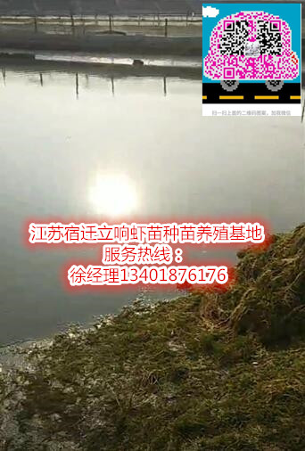 宿迁伊乐藻供应