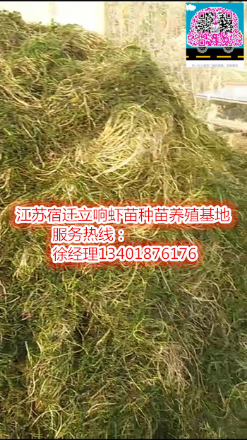 宿迁伊乐藻，江苏伊乐藻
