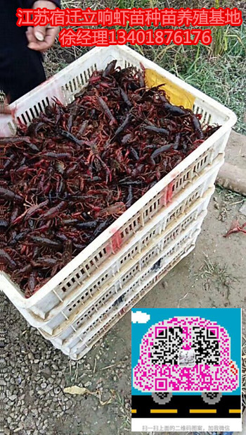 宿迁种虾，江苏种虾