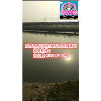 江苏伊乐藻厂家--大量销售伊乐藻