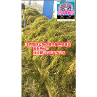 ▲▲宿迁伊乐藻种植▲▲