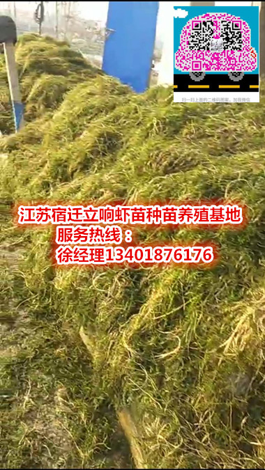 ▲▲宿迁伊乐藻种植▲▲