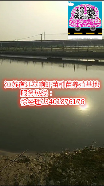 江苏伊乐藻厂家--大量销售伊乐藻