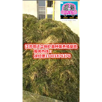 ▲▲宿迁伊乐藻批发▲▲