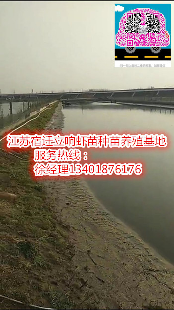 ▲▲宿迁伊乐藻厂家▲▲