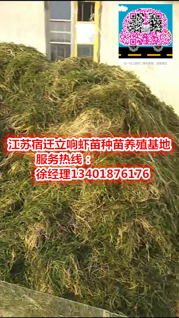 ▲▲宿迁伊乐藻批发▲▲
