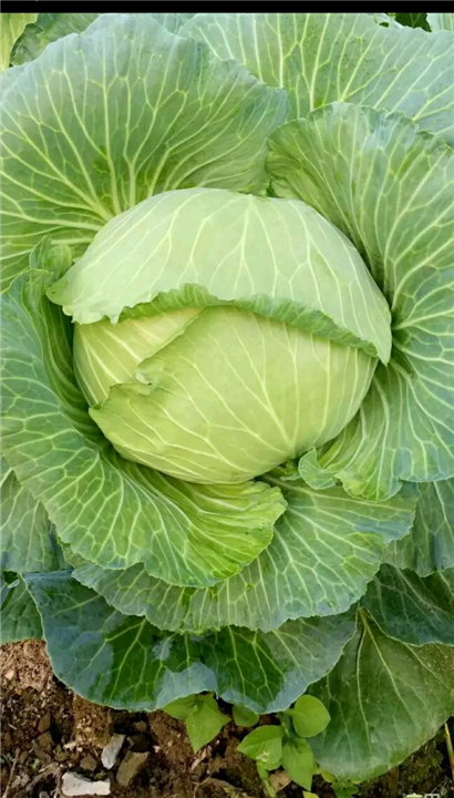 优质圆白菜 