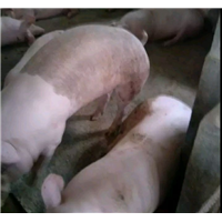 肉猪 