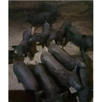 生猪 