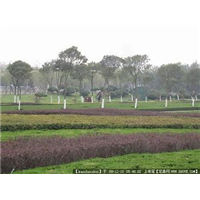 丰宁满族自治县劲松园林苗木种植有限公司 