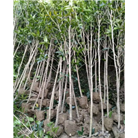 丰宁满族自治县劲松园林苗木种植有限公司 