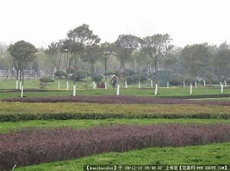 丰宁满族自治县劲松园林苗木种植有限公司 