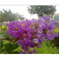 丰宁满族自治县劲松园林苗木种植有限公司 