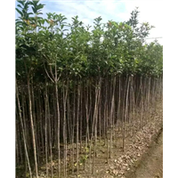 丰宁满族自治县劲松园林苗木种植有限公司 