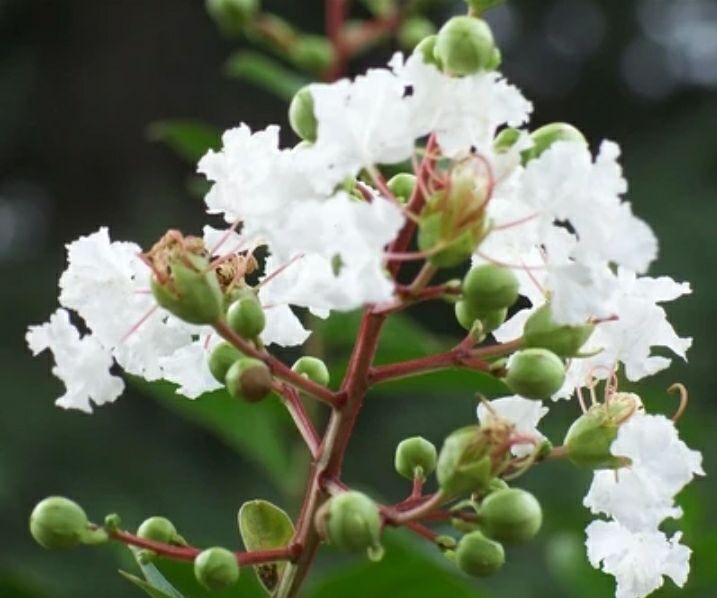 优质花卉 