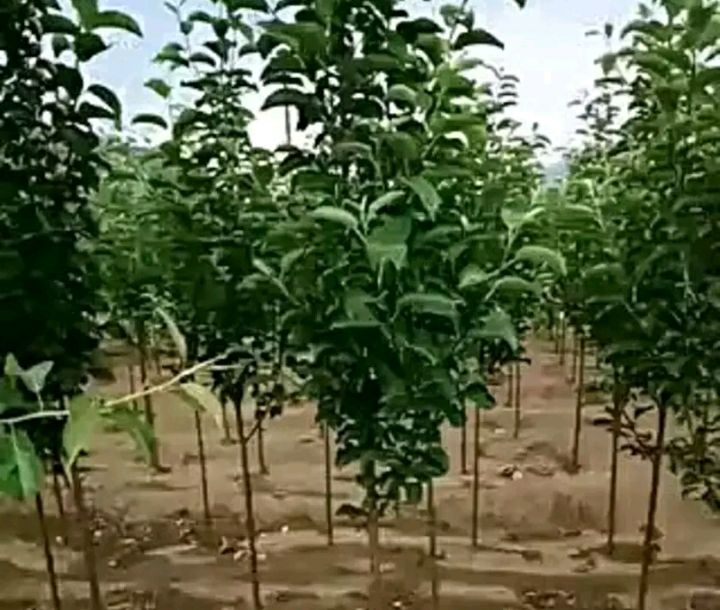 优质果树苗 
