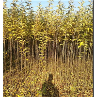 优质果树苗