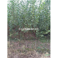 红梅种植基地