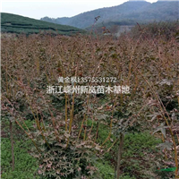 黄金枫种植地